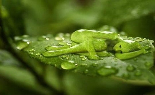 شعور المرأة المثلية