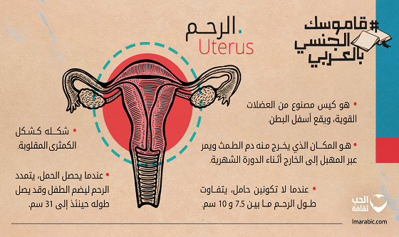 إنفوجرافك: اختبر معلوماتك عن الرحم