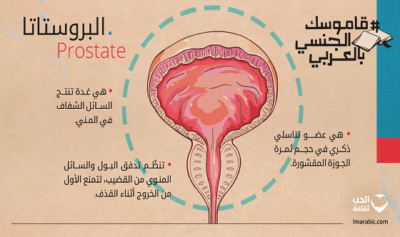 إنفوجرافك: غدة البروستاتا