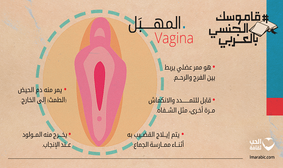 إنفوجرافك: ما هو شكل المهبل؟