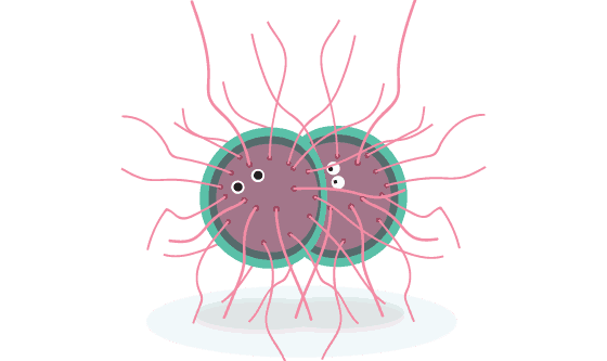 السيلان Gonorrhoea