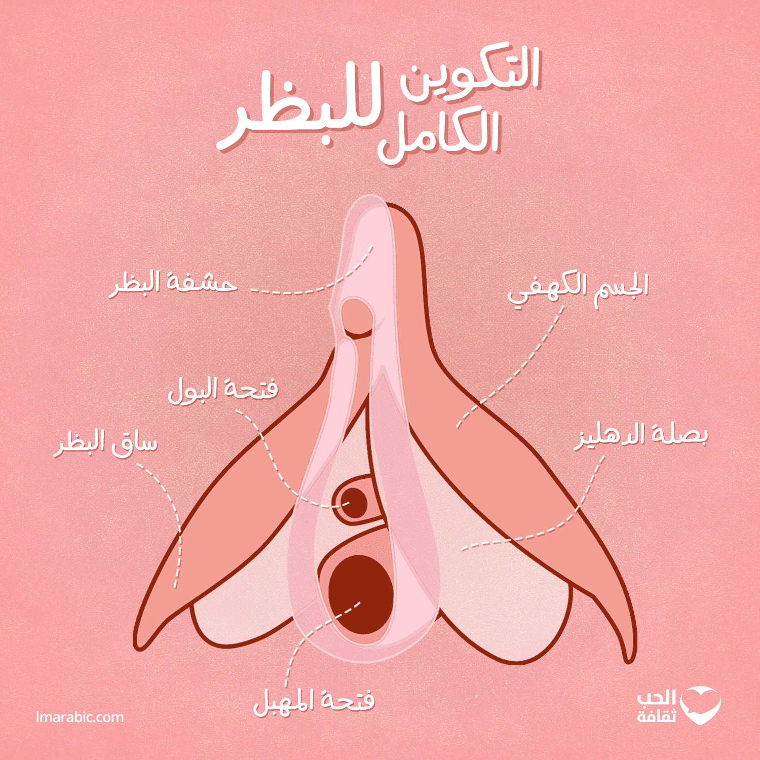 التكوين الكامل للبظر