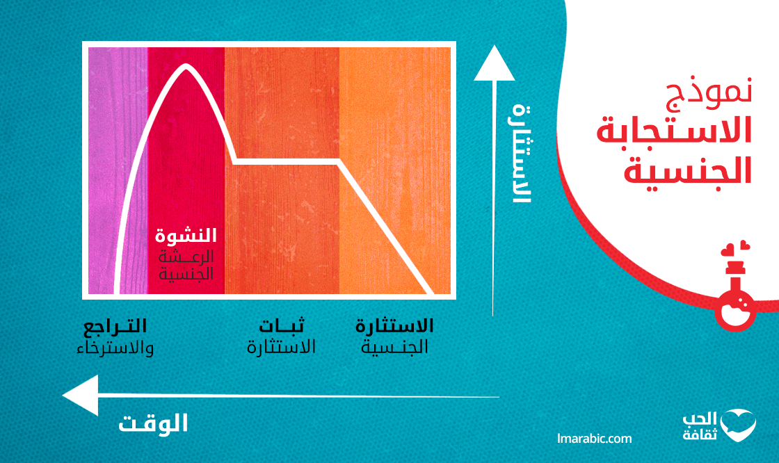 الاستجابة الجنسية وفقاً لـ