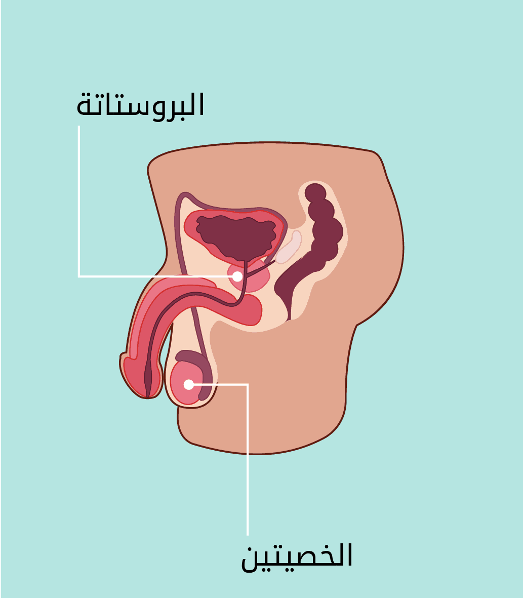 الخصيتان والبروستاتا