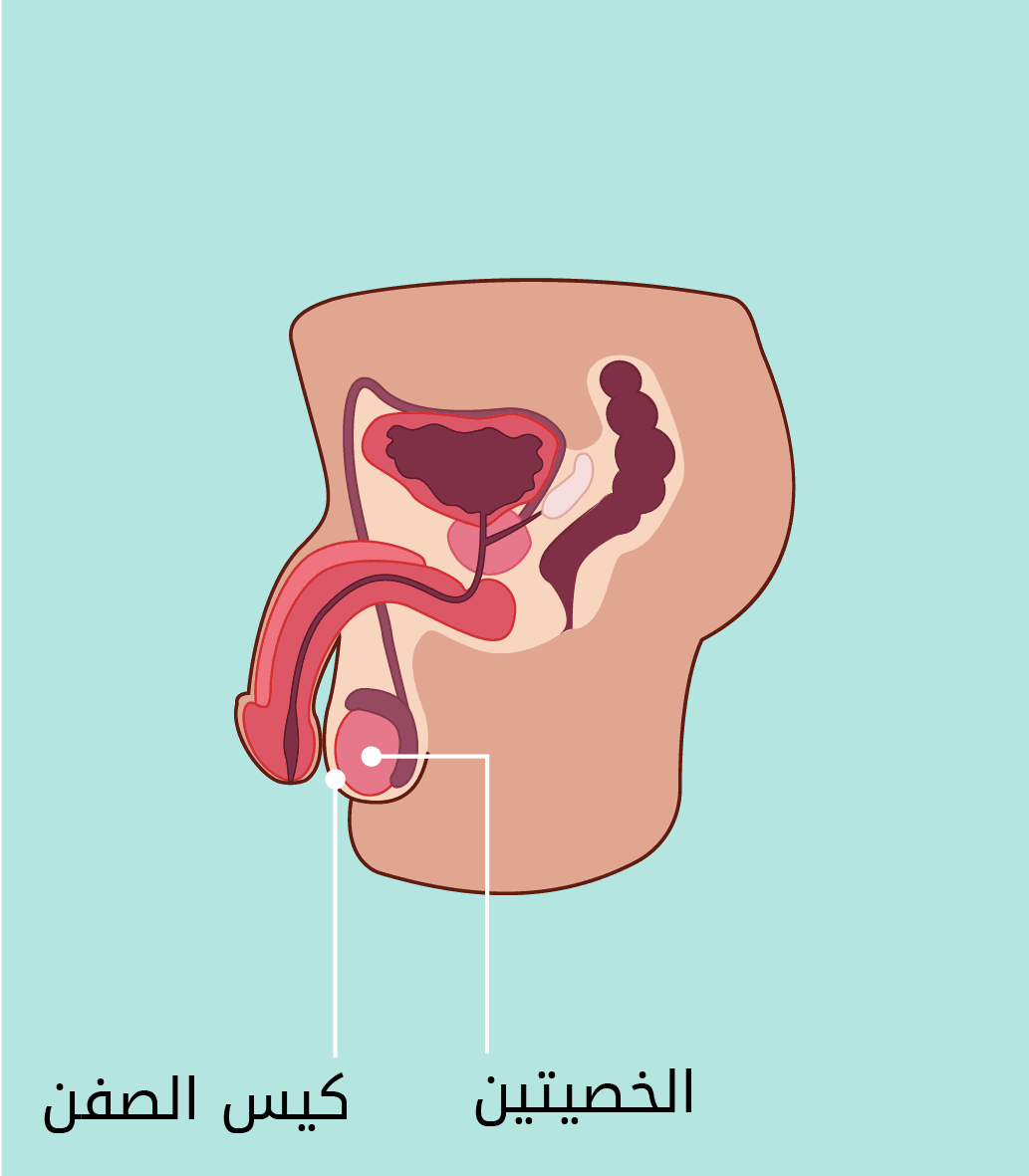الخصيتان وكيس الصفن