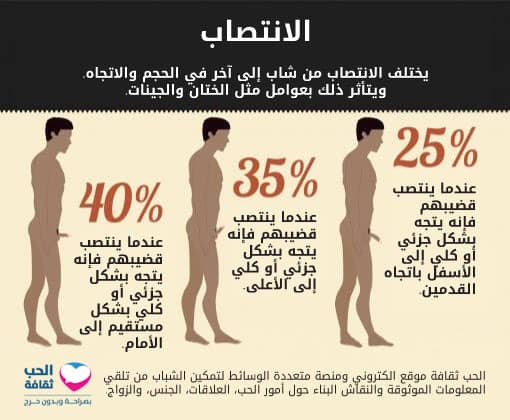 يختلف الانتصاب في الحجم والاتجاه