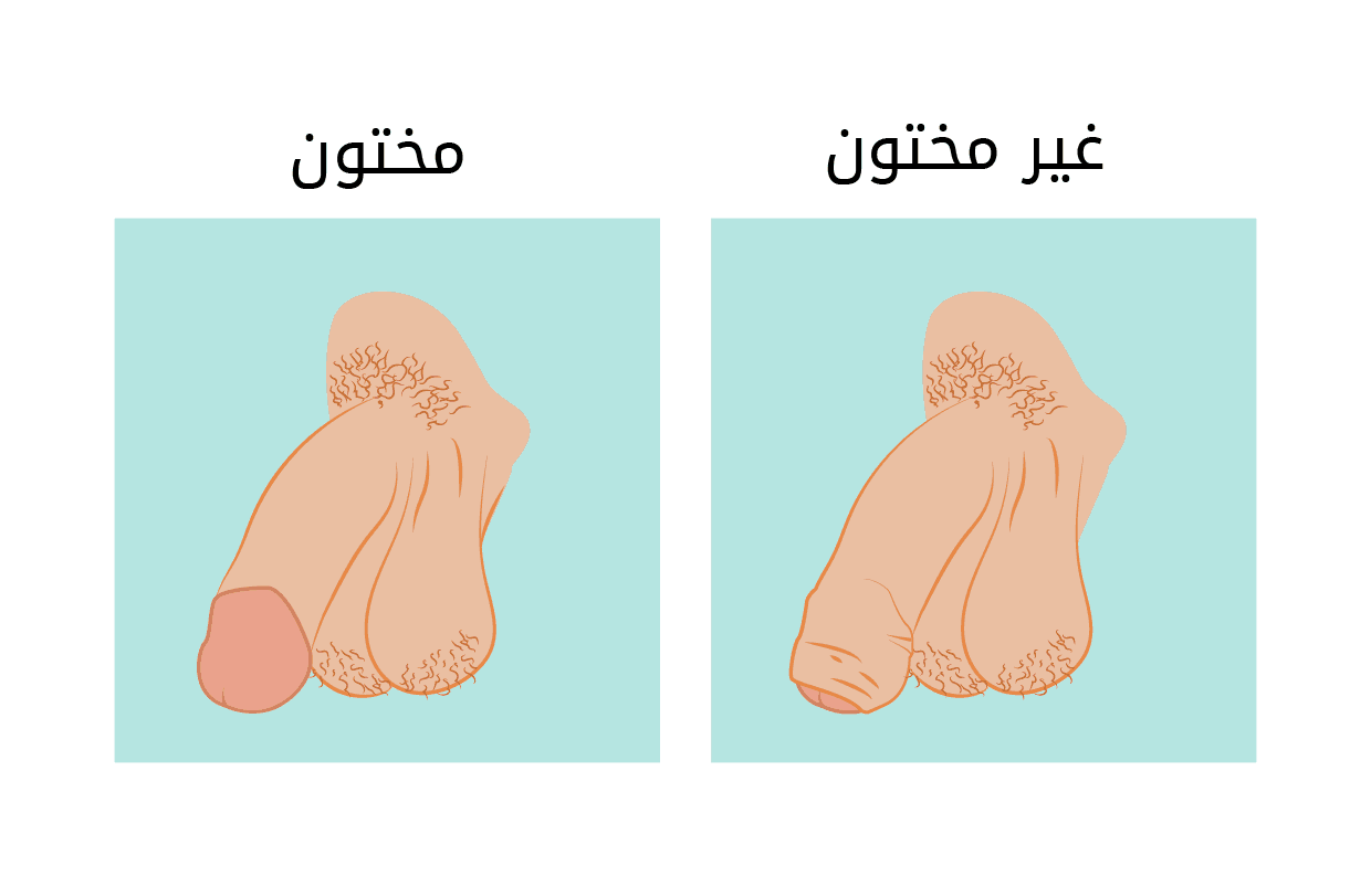 القضيب