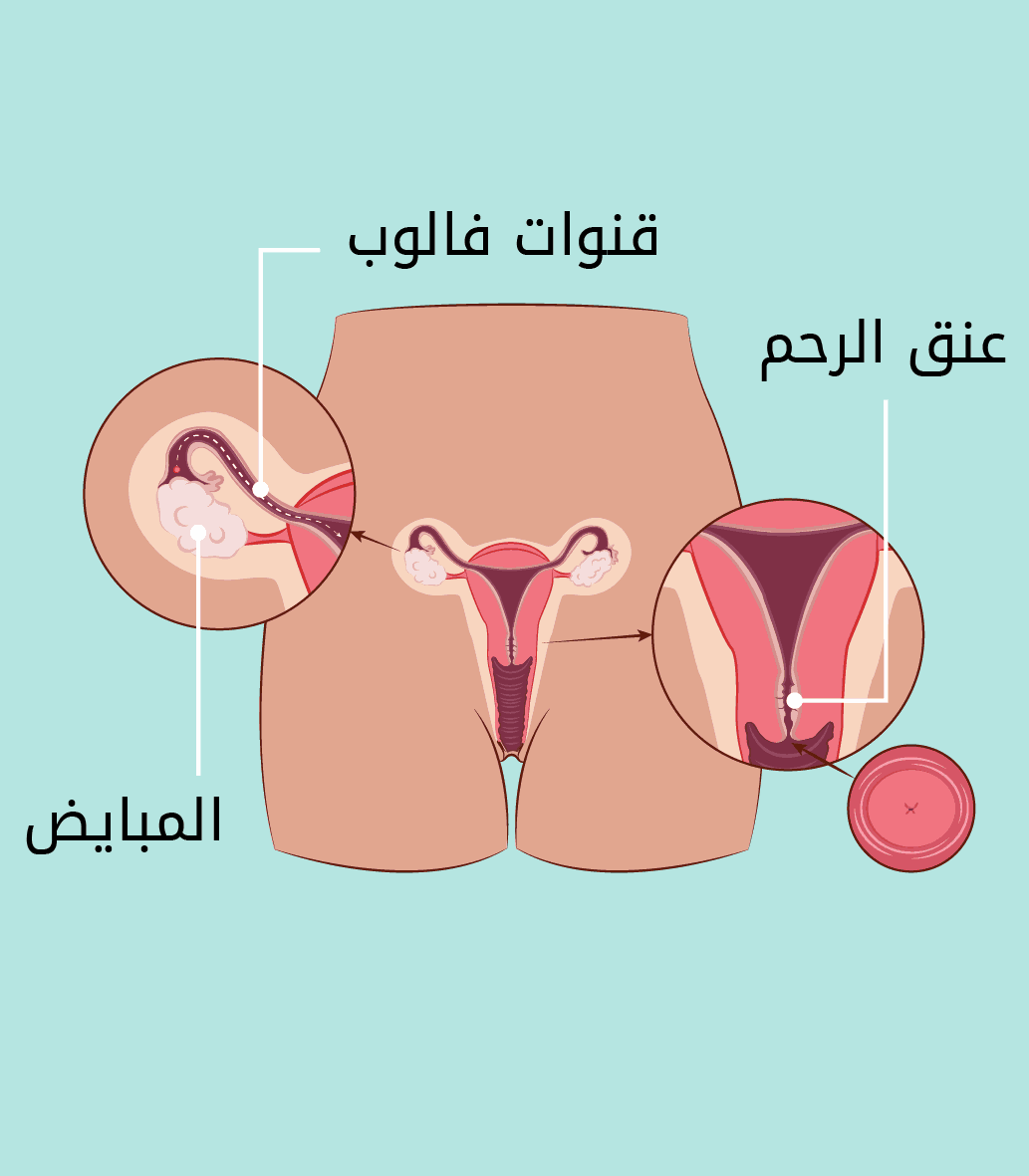 الجهاز التناسلي الأنثوي