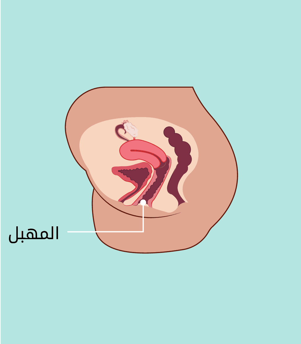 المهبل