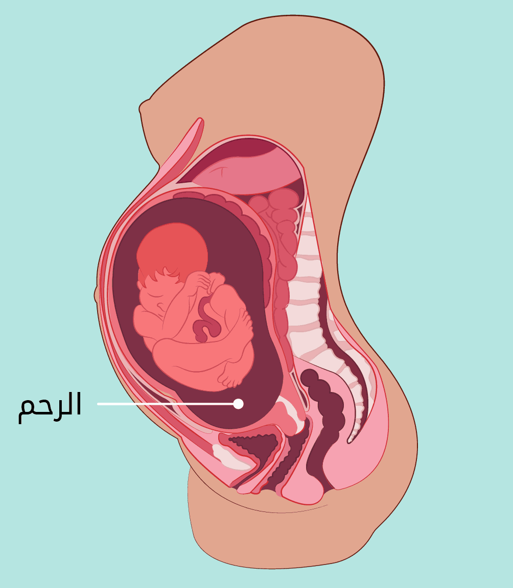 الحمل