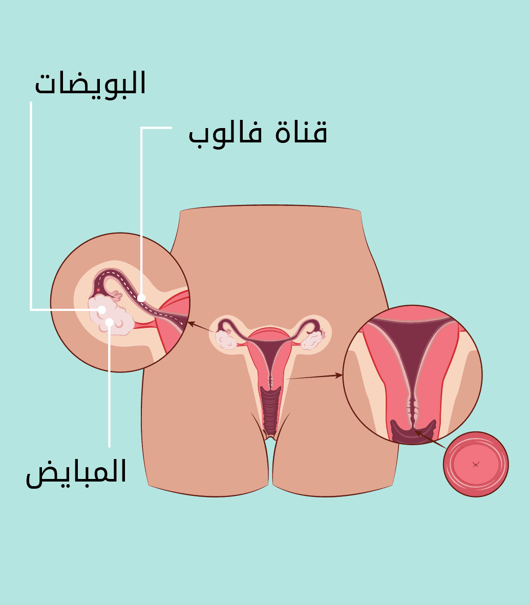 المبايض