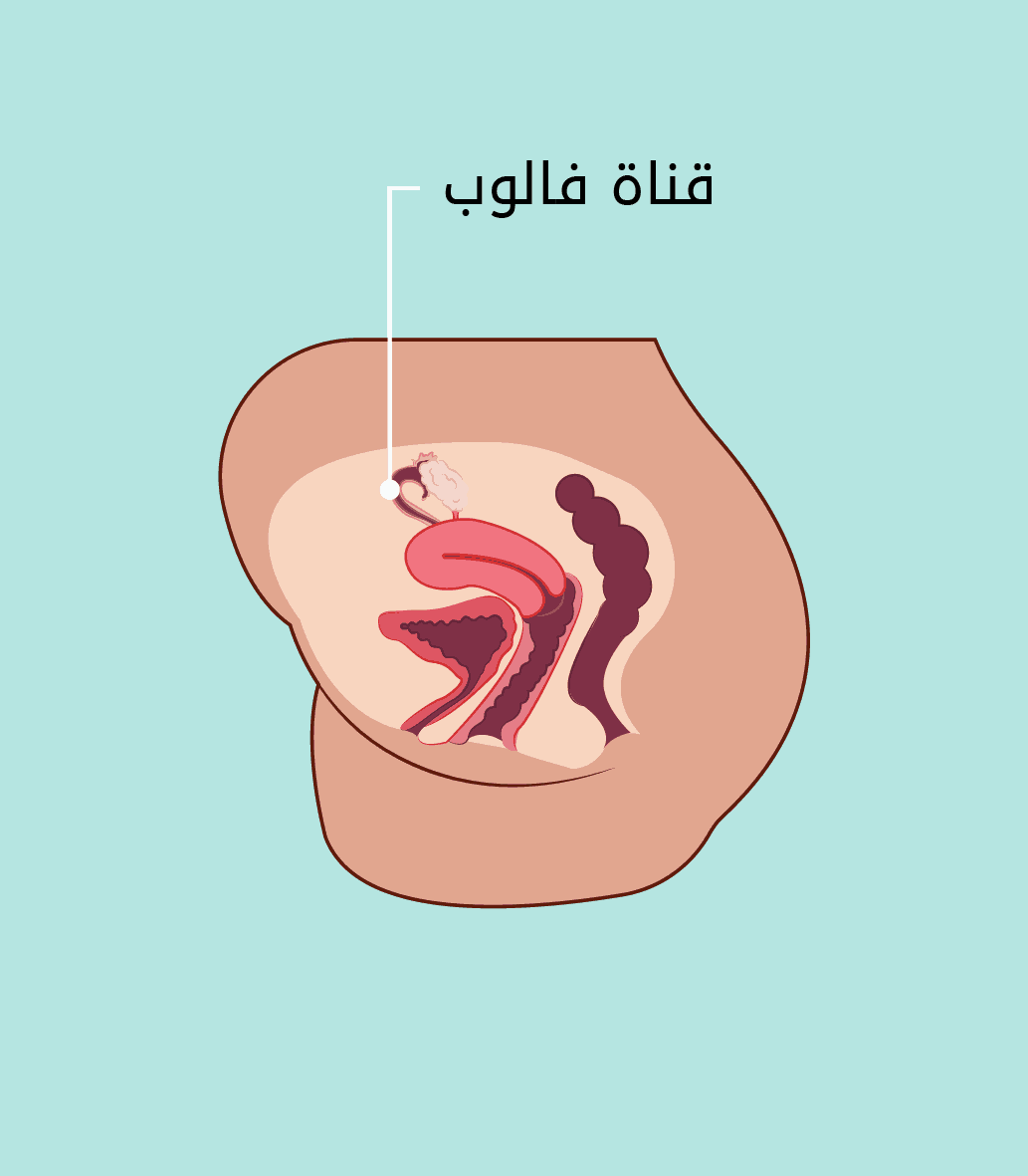 الأعضاء التناسلية
