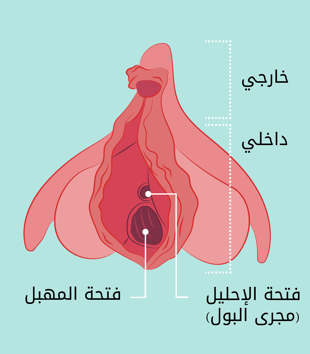 المهبل وفتحة البول