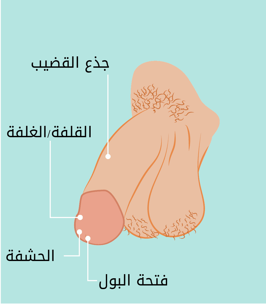 القضيب