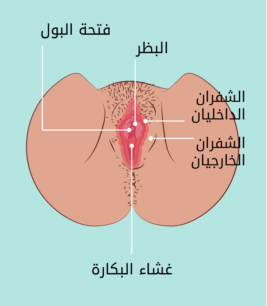 الشفران
