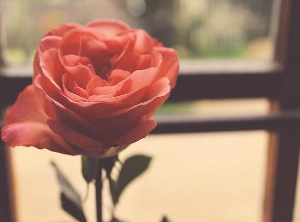 حكاية أمي: من العنف إلى سرطان الثدي