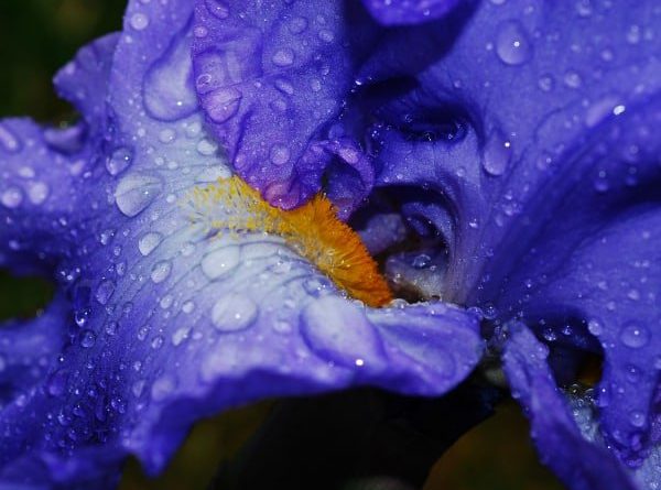 اللوبريكانت: خمس حقائق أساسية