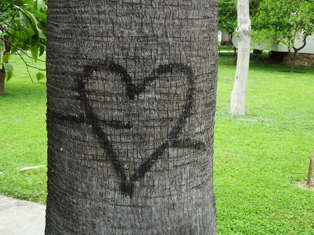رسمة قلب على جذع شجرة