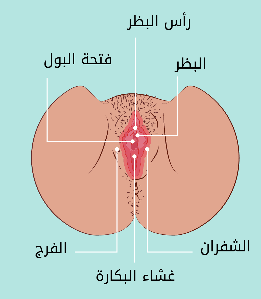 البظر صور