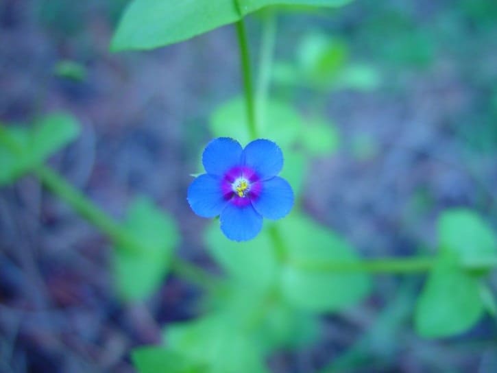 وردة زرقاء صغيرة
